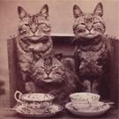 Three tabby cats